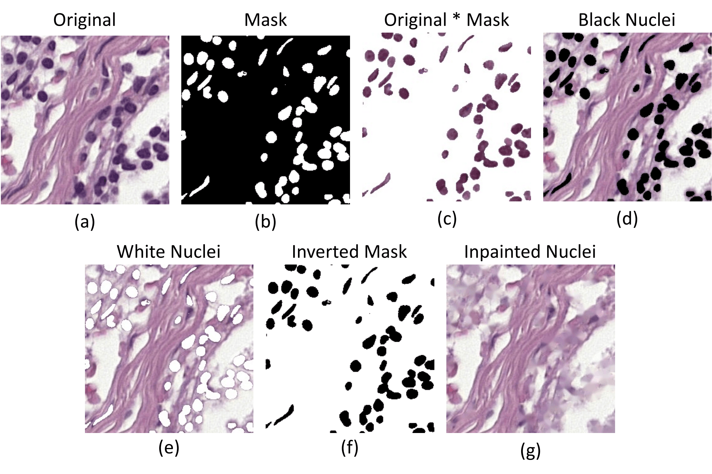 An H&E-stained tissue tile, its nuclear mask, and variants that retain or remove different kinds of information.