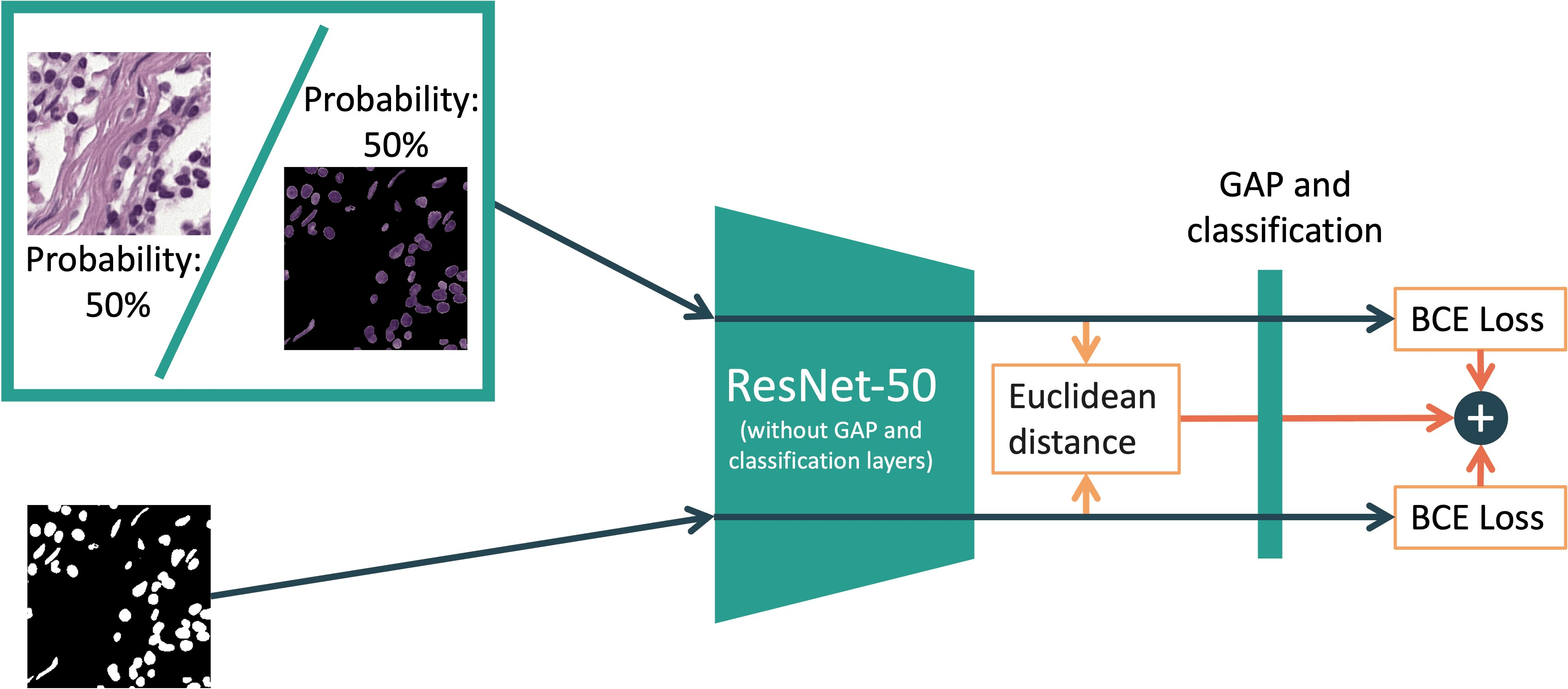 Diagram of the two-branch training method. The H&E image and nuclear mask pass through a shared ResNet-50, with classification losses on both branches and a feature-alignment loss between their embeddings.